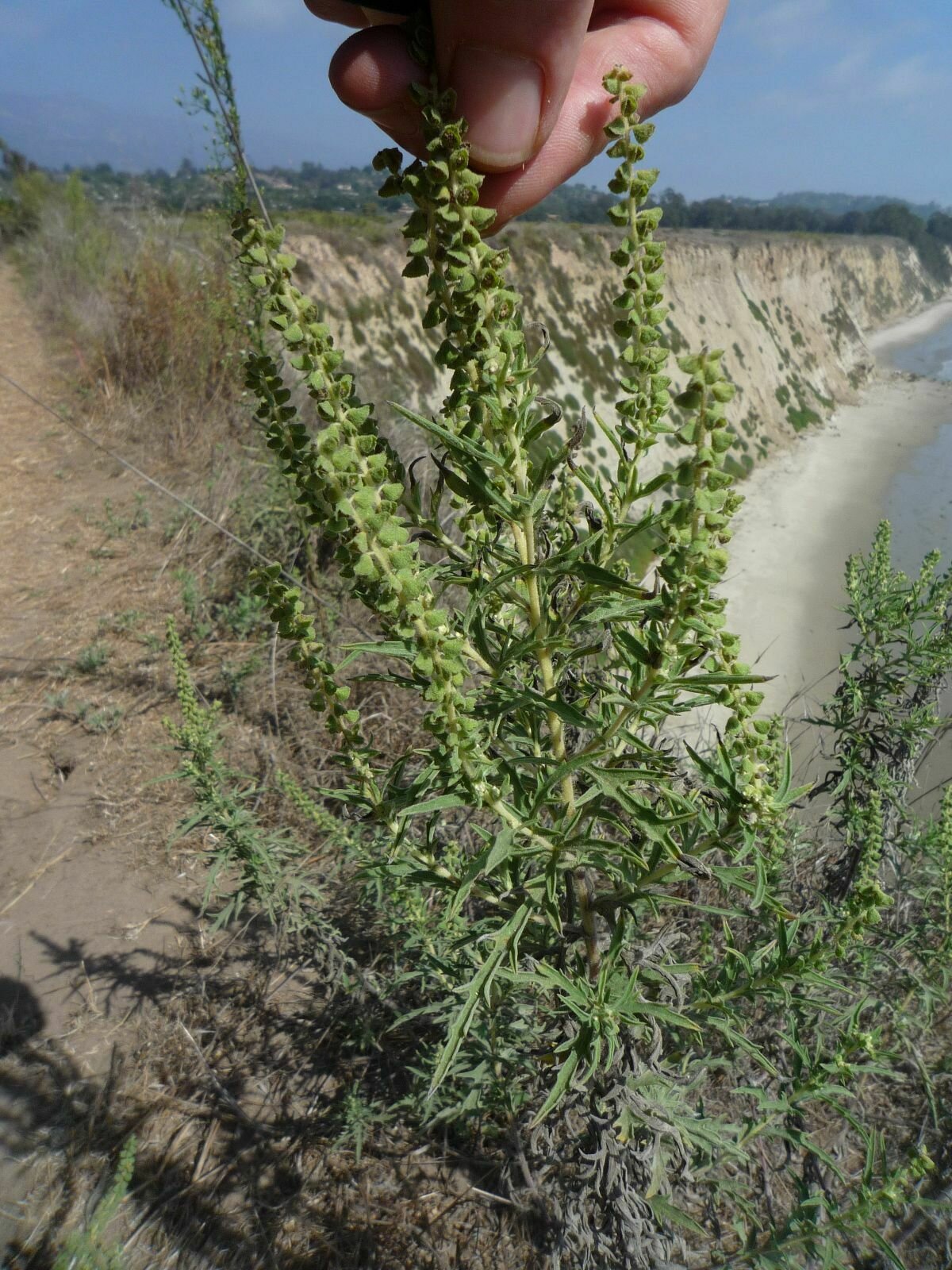 High Resolution Ambrosia psilostachya Plant